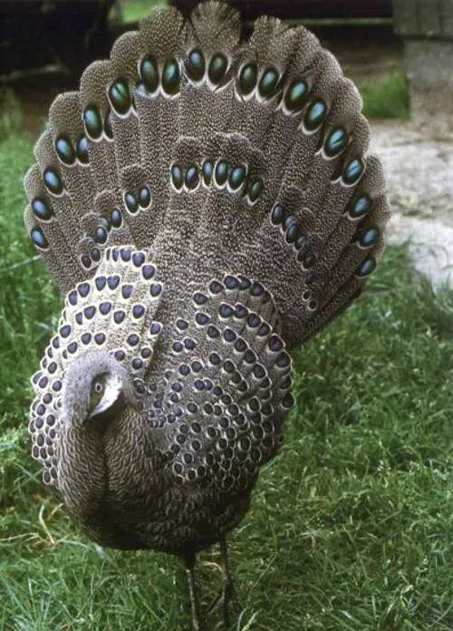 File:Polyplectron bicalcaratum male.jpg