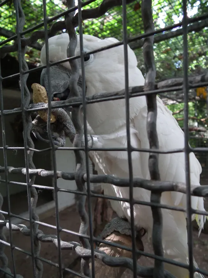 File:Cacatua alba mit Erdnuss.JPG