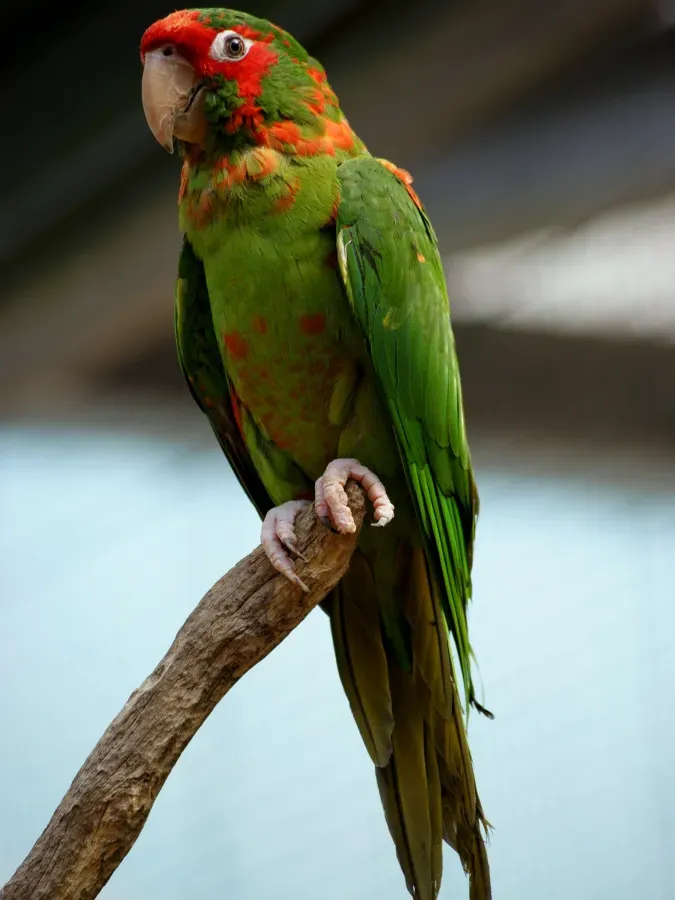 File:Psittacidae Psittacara mitratus 1.jpg