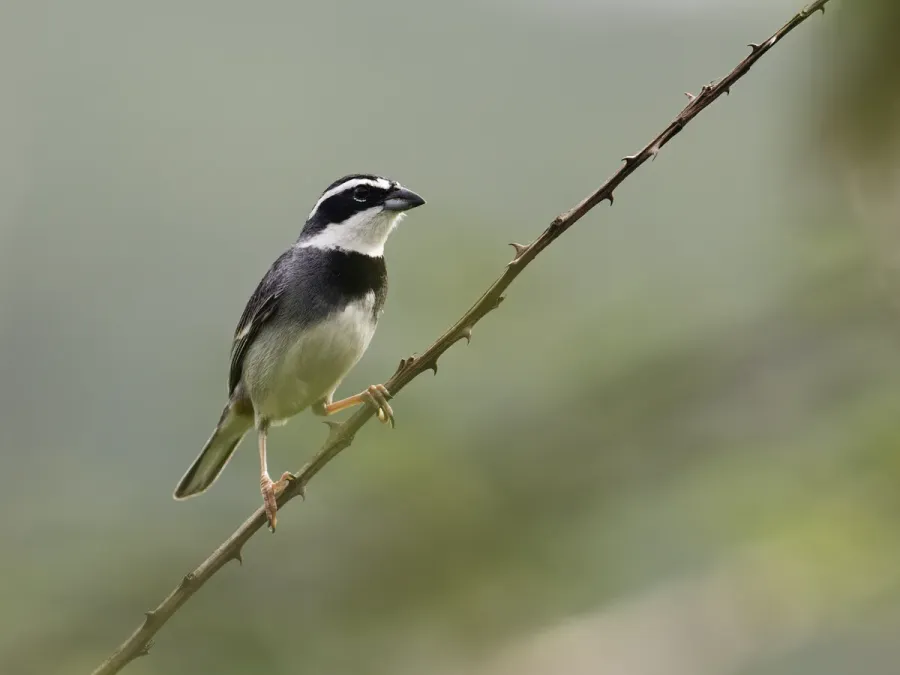 File:Poospiza hispaniolensis - Collared Warbling-Finch - male.jpg