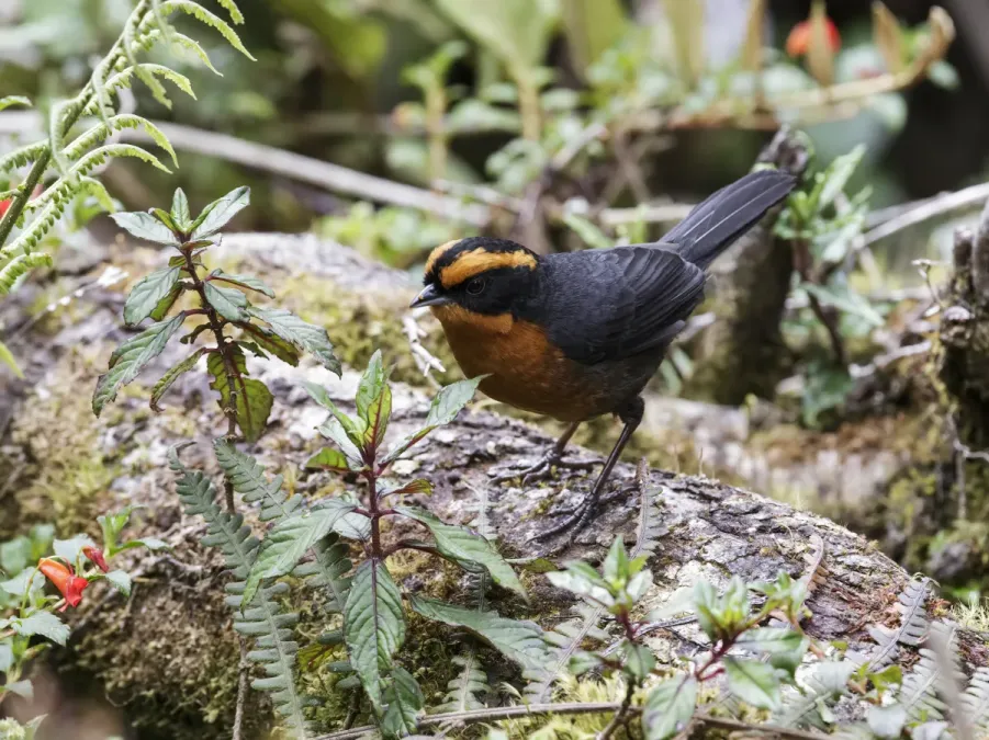 File:Poospiza rufosuperciliaris - Rufous-browed Hemispingus (cropped).jpg