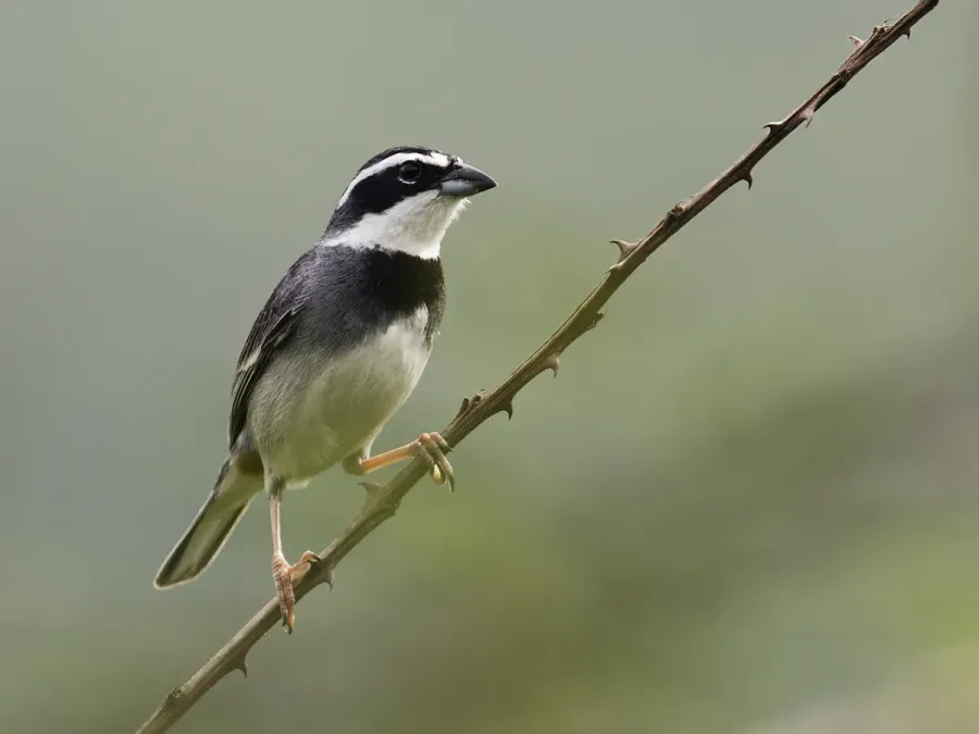 File:Poospiza hispaniolensis - Collared Warbling-Finch - male (cropped).jpg