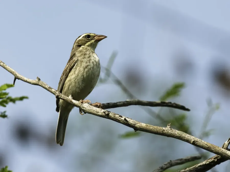 File:Poospiza hispaniolensis - Collared Warbling-Finch - female (cropped).jpg