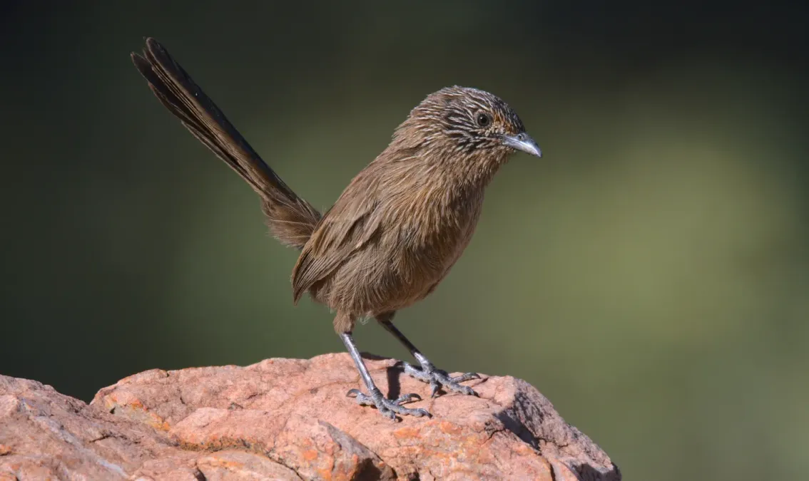 File:Dusky Grasswren Amytornis purnelli West MacDonnell National Park.jpg