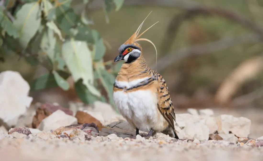 File:Spinifex pigeon Geophaps plumifera Bladensburg national park.jpg