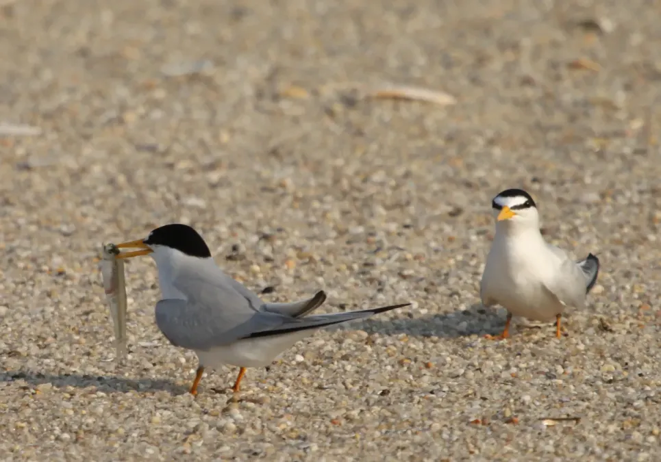File:Sternula antillarum -Atlantic coast, New Jersey, USA-8 (1).jpg