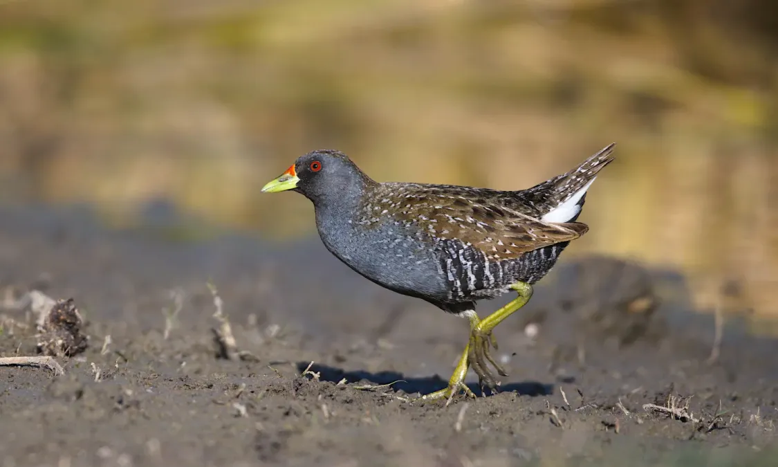 File:Australian Spotted Crake Porzana fluminea onkaparinga-national-park.jpg