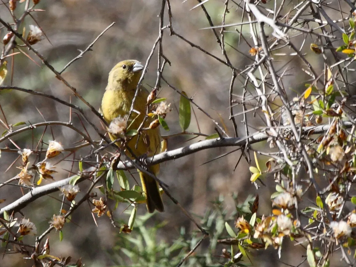 File:Greenish Yellow-Finch (Sicalis olivascens) (cropped).jpg