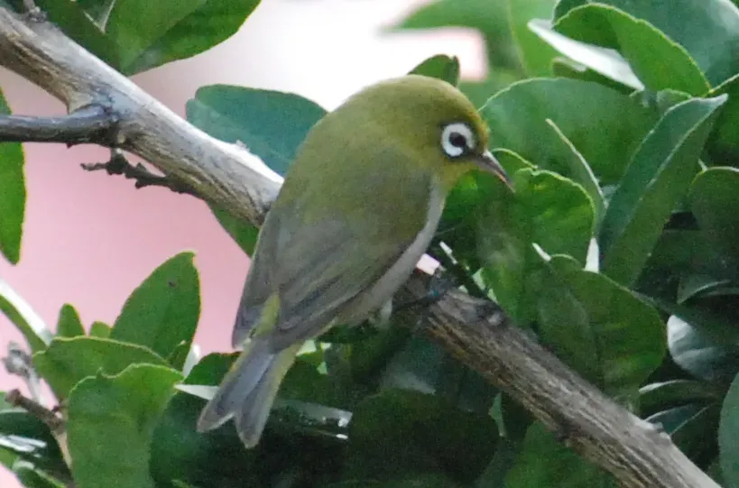 File:Zosterops xanthochroa 2.jpg