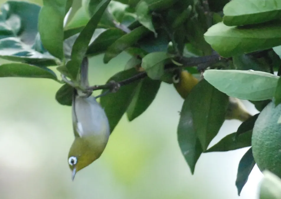File:Zosterops xanthochroa 4.jpg