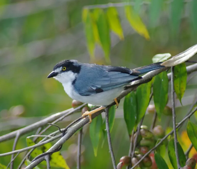 File:Nemosia pileata.jpg
