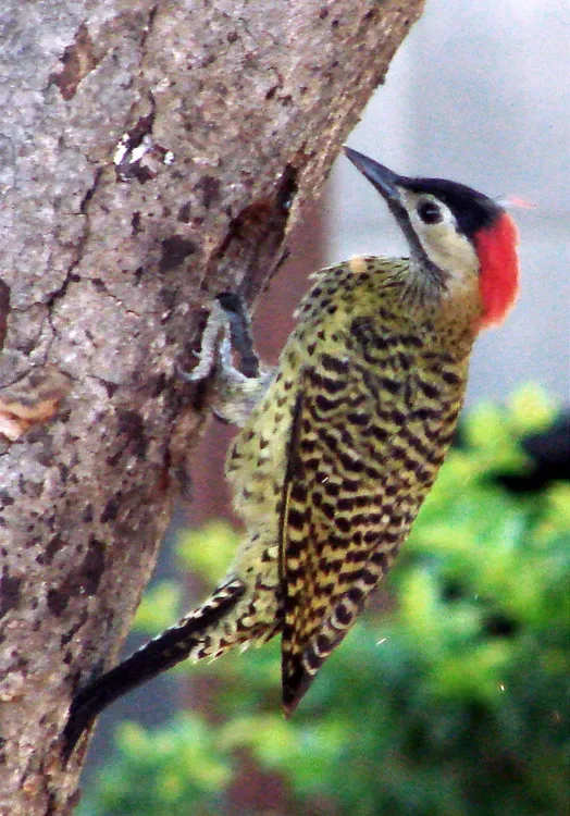 File:Colaptes melanochloros 1.jpg