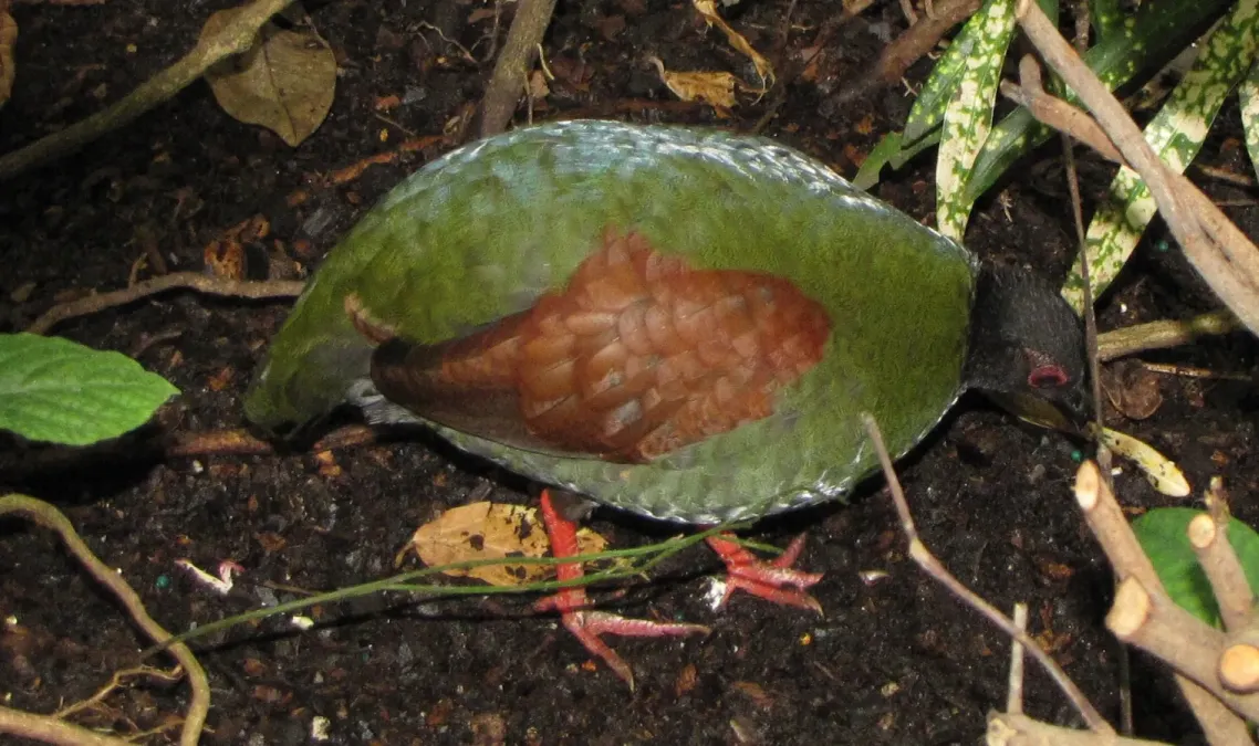 File:Rollulus rouloul -Tennessee Aquarium, Chattanooga, Tennessee, USA -female-8a.jpg
