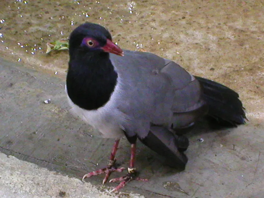 File:Carpococcyx renauldi (National Aviary).jpg