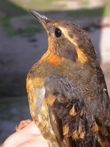 File:Ixoreus naevius in hand.jpg