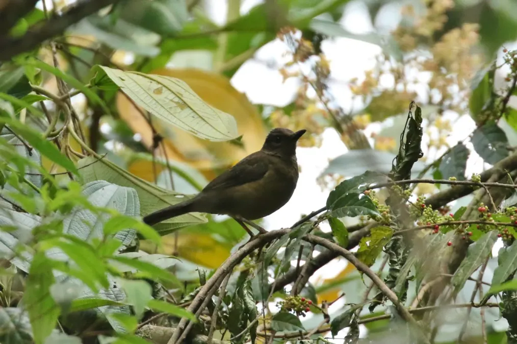 File:Turdus leucops 32788149.jpg