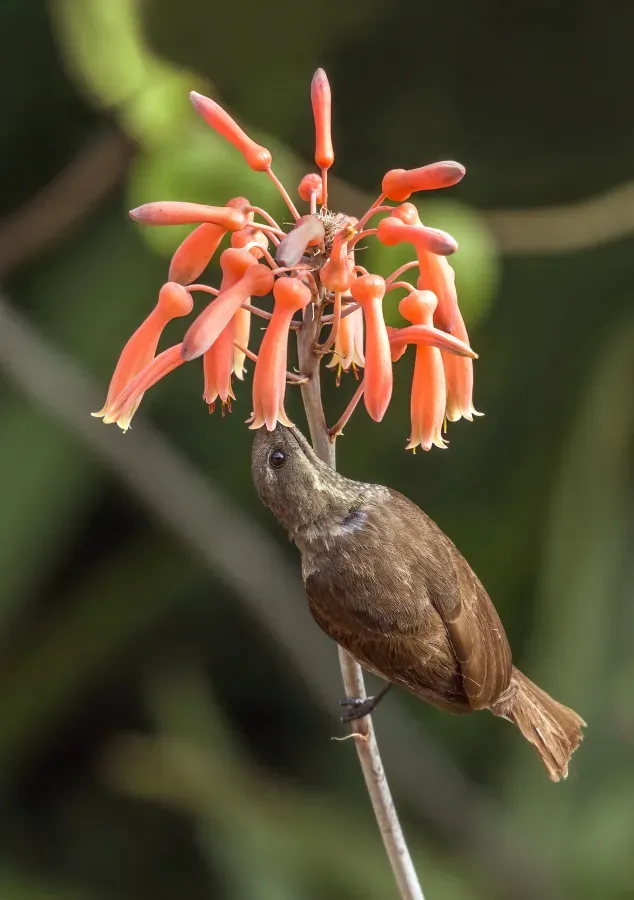 File:Scarlet-chested sunbird (Chalcomitra senegalensis lamperti) female 2.jpg