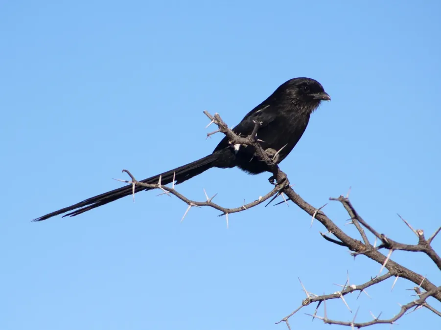 File:Magpie shrike (Urolestes melanoleucus).jpg