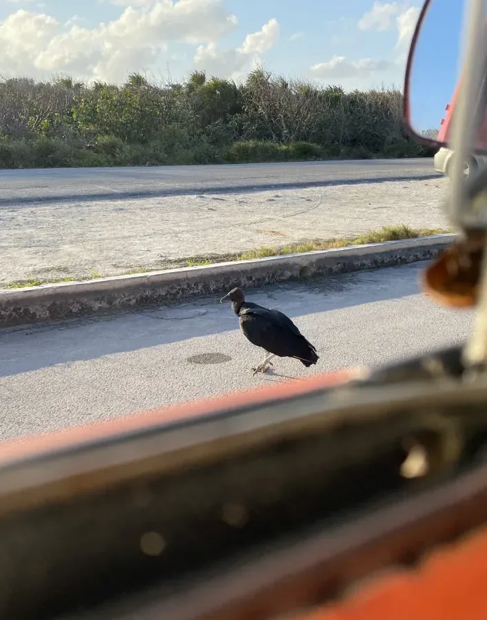 File:Coragyps atratus (black vulture), Cozumel, Quintana Roo, Mexico.jpg