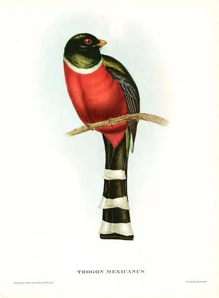 File:Trogon mexicanus John Gould.jpg
