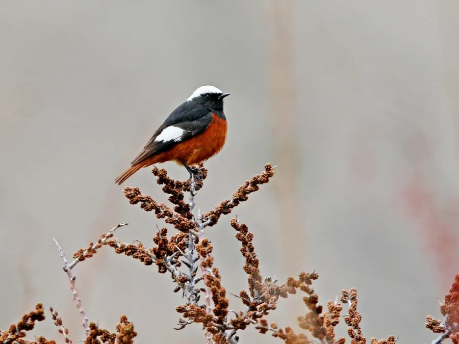 File:Phoenicurus erythrogastrus, Stepantsminda, Georgia 2.jpg