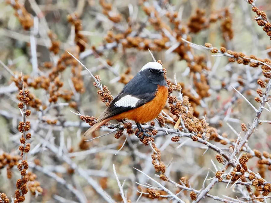 File:Phoenicurus erythrogastrus, Stepantsminda, Georgia 3.jpg