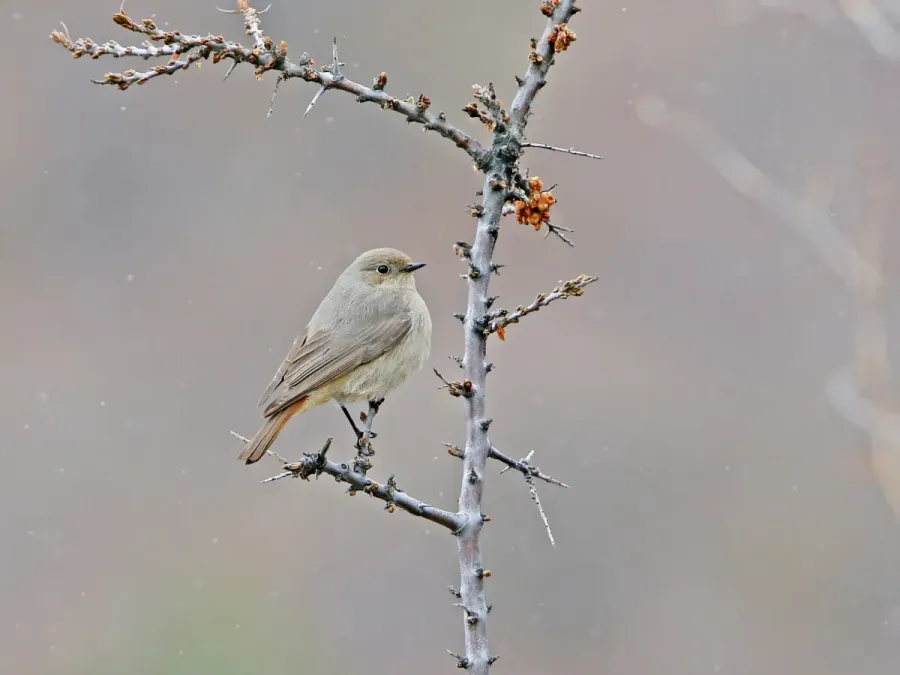 File:Phoenicurus erythrogastrus, Stepantsminda, Georgia 4.jpg