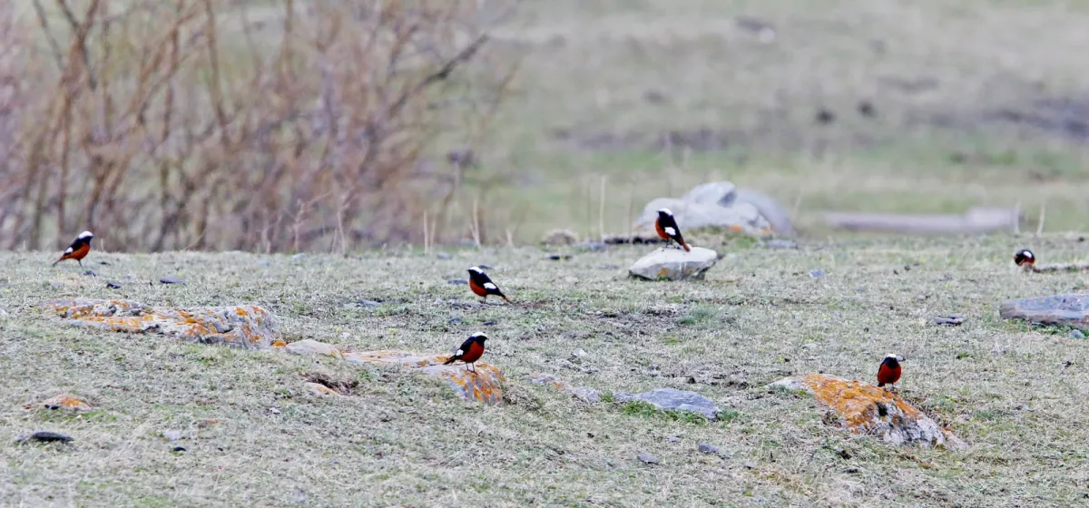 File:Phoenicurus erythrogastrus, Stepantsminda, Georgia 6.jpg