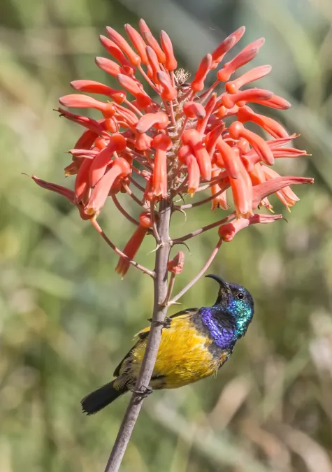 File:Variable sunbird (Cinnyris venustus falkensteini) male 2.jpg