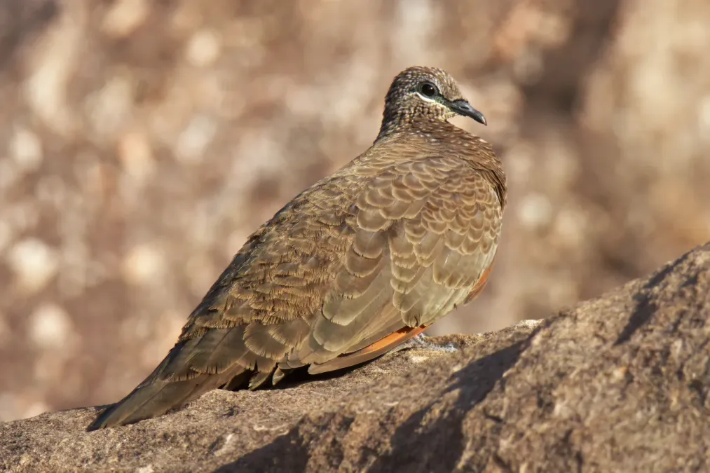 File:Chestnut-quilled Rock Pigeon Petrophassa rufipennis, Kakadu NP, Australia 5602.jpg