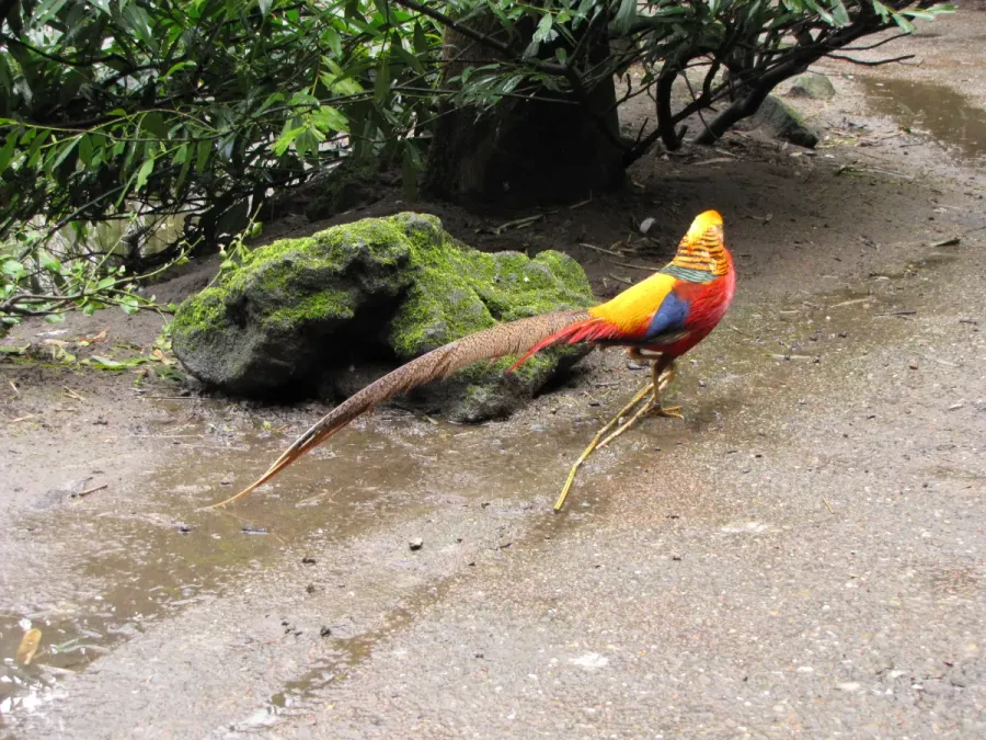 File:Chrysolophus pictus - Goudfazant - Burung Asia - Diergaarde Blijdorp - Rotterdam - walking away.jpg