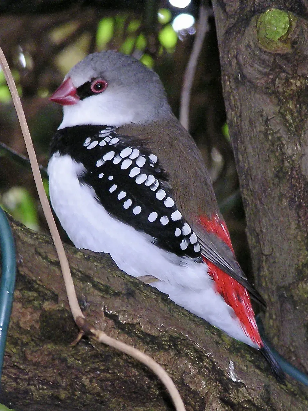 File:Estrildidae Stagonopleura guttata 1.jpg