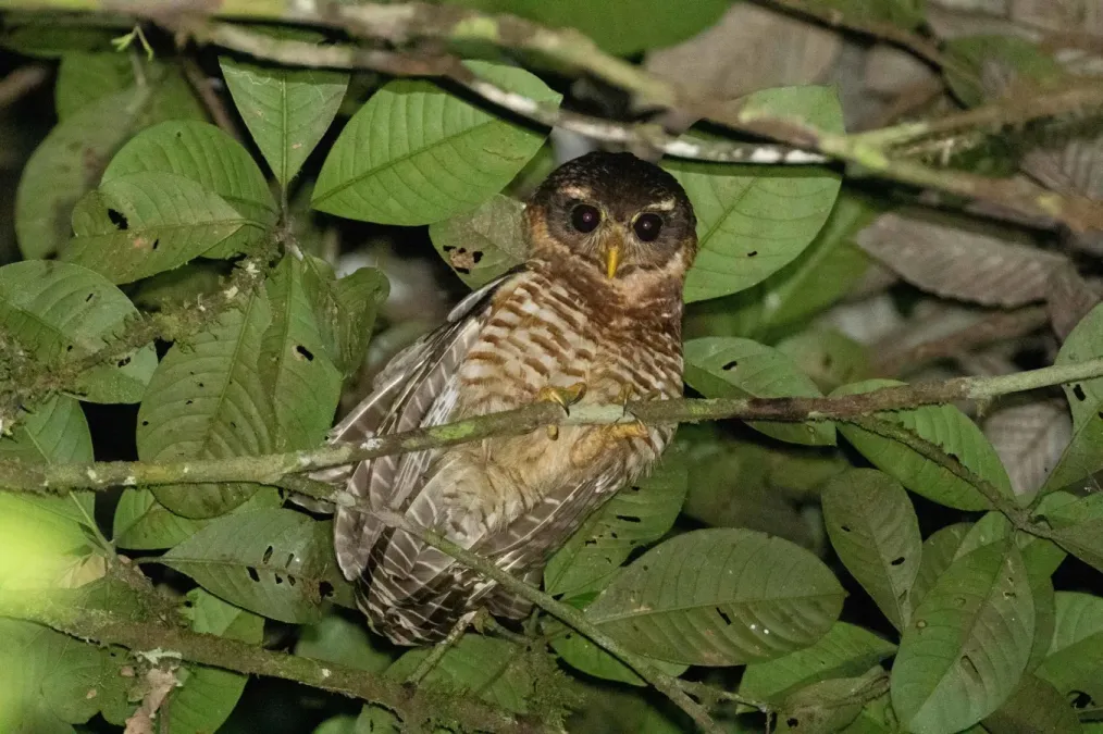 File:Pulsatrix melanota 132819117.jpg