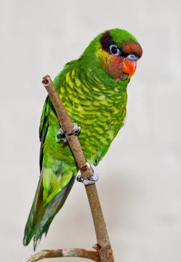 File:Trichoglossus johnstoniae -London Zoo, England-8a.jpg