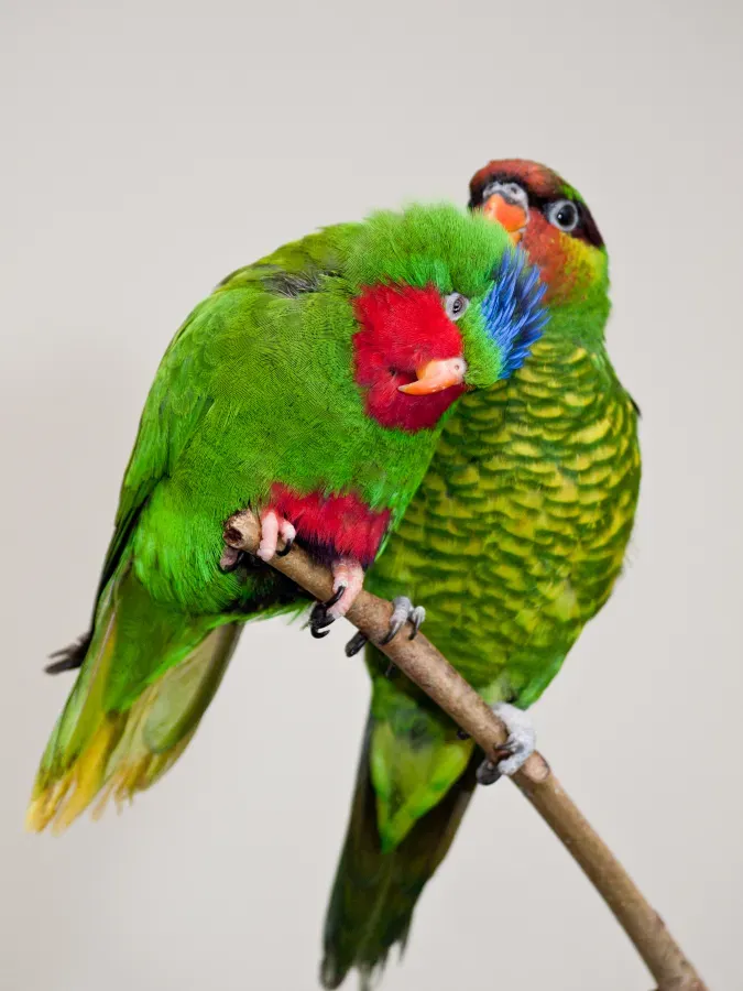 File:Vini australis and Trichoglossus johnstoniae -London Zoo, England-8a.jpg