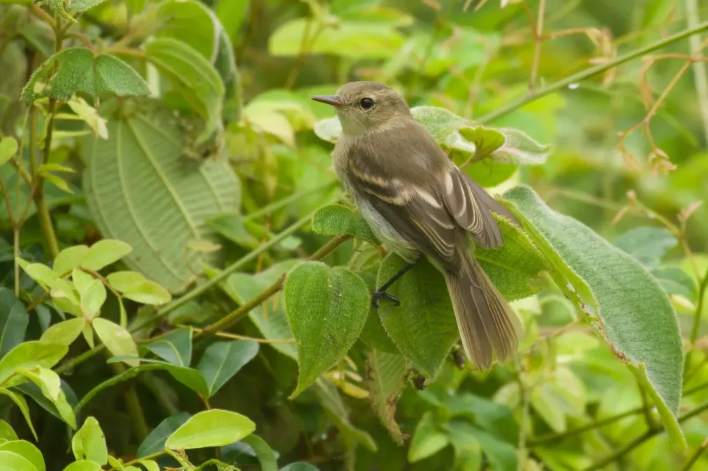 File:Nesotriccus ridgwayi 132039438.jpg