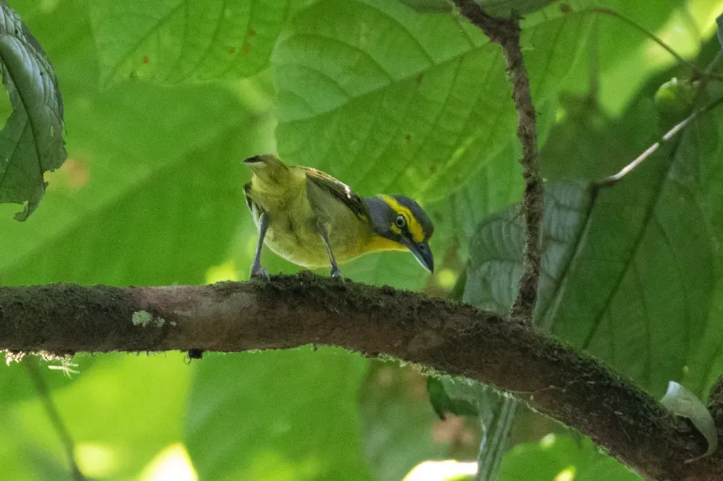 File:Vireolanius leucotis 128783098.jpg