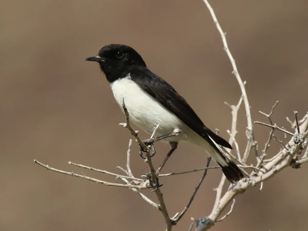 File:Oenanthe albonigra 46176684.jpg