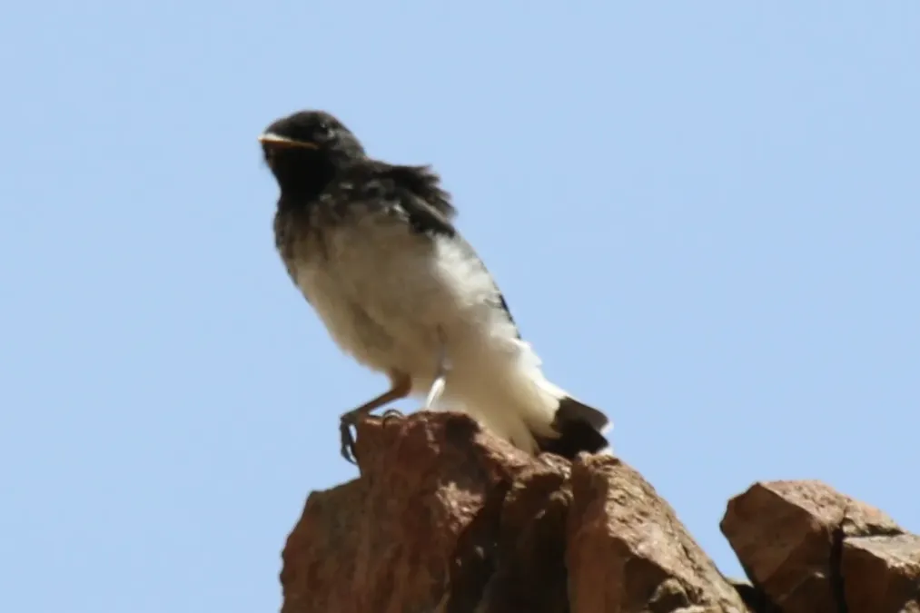 File:Oenanthe albonigra 34717201.jpg
