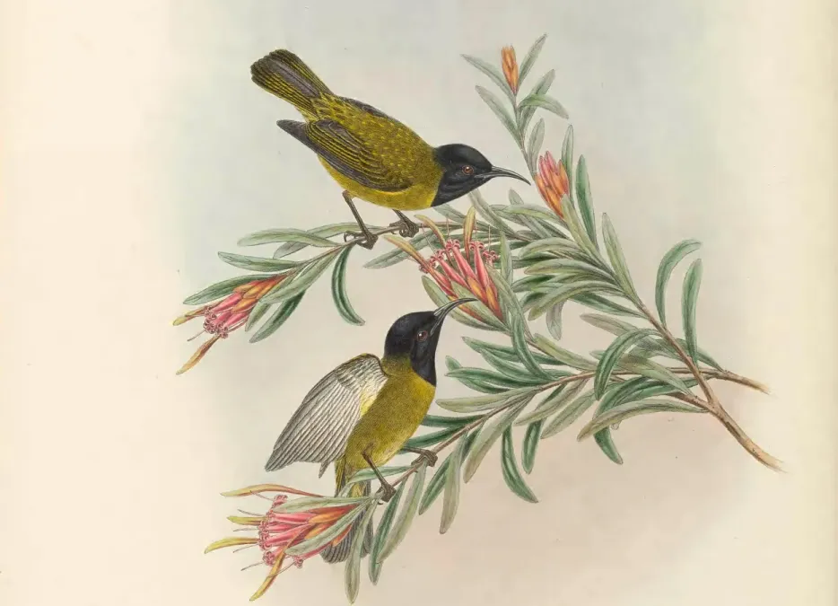 File:Myzomela melanocephala - The Birds of New Guinea (cropped2).jpg