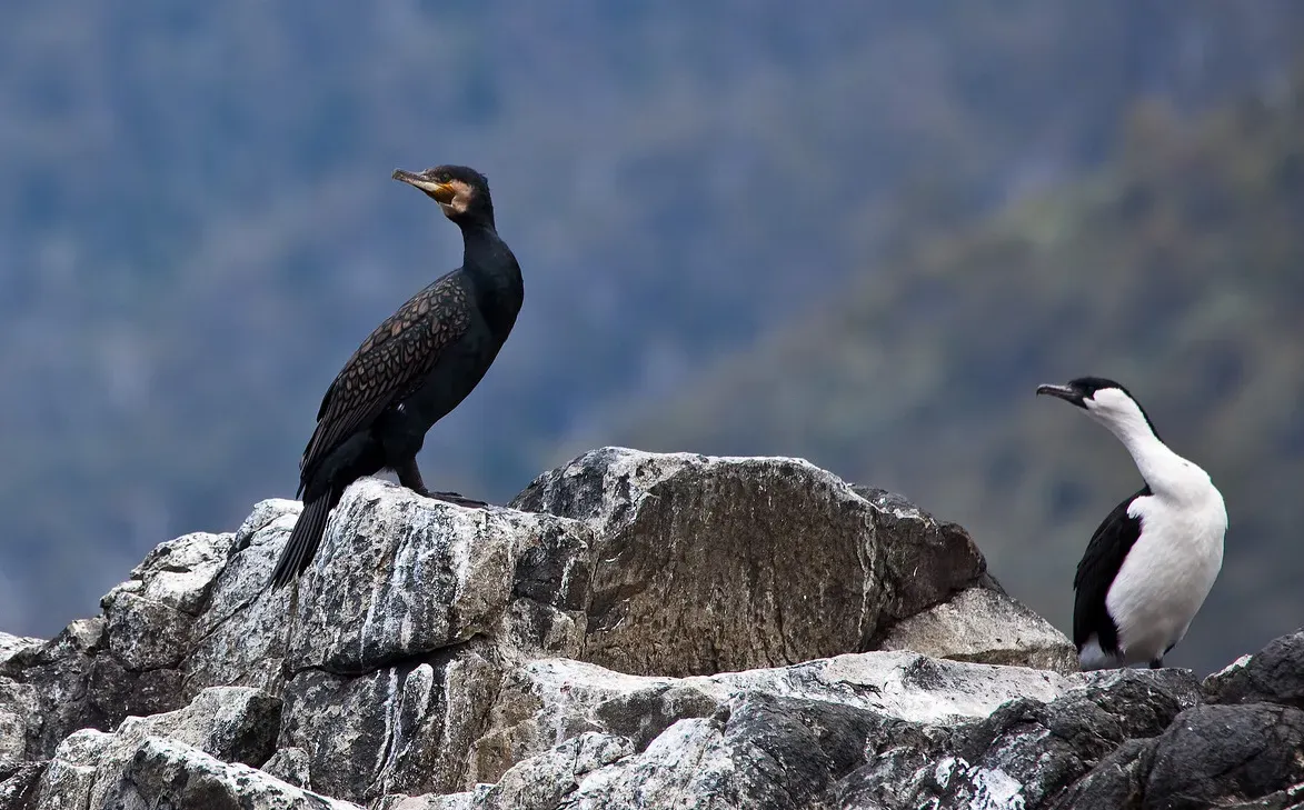 File:Phalacrocorax carbo and Phalacrocorax fuscescens -Tasmania-8.jpg
