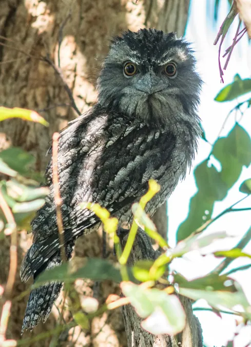 File:Tawny frogmouth owl (Podargus strigoides) 01.jpg