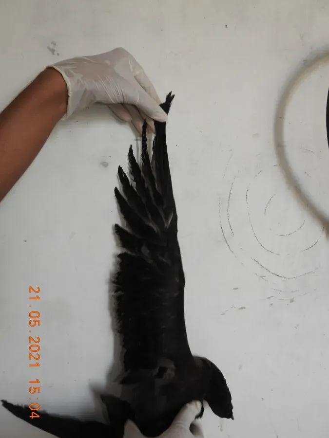 File:Wedge-tailed shearwater Ardenna pacifica by Raju Kasambe DSCN4175 02.jpg
