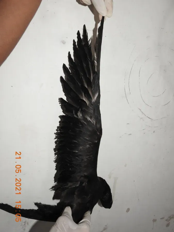 File:Wedge-tailed shearwater Ardenna pacifica by Raju Kasambe DSCN4175 03.jpg