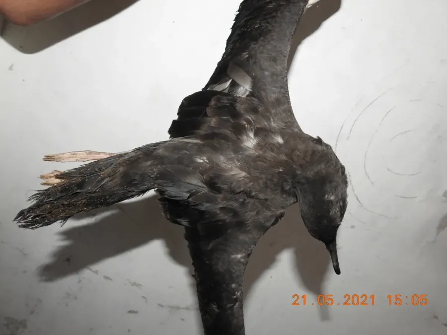 File:Wedge-tailed shearwater Ardenna pacifica by Raju Kasambe DSCN4175 04.jpg