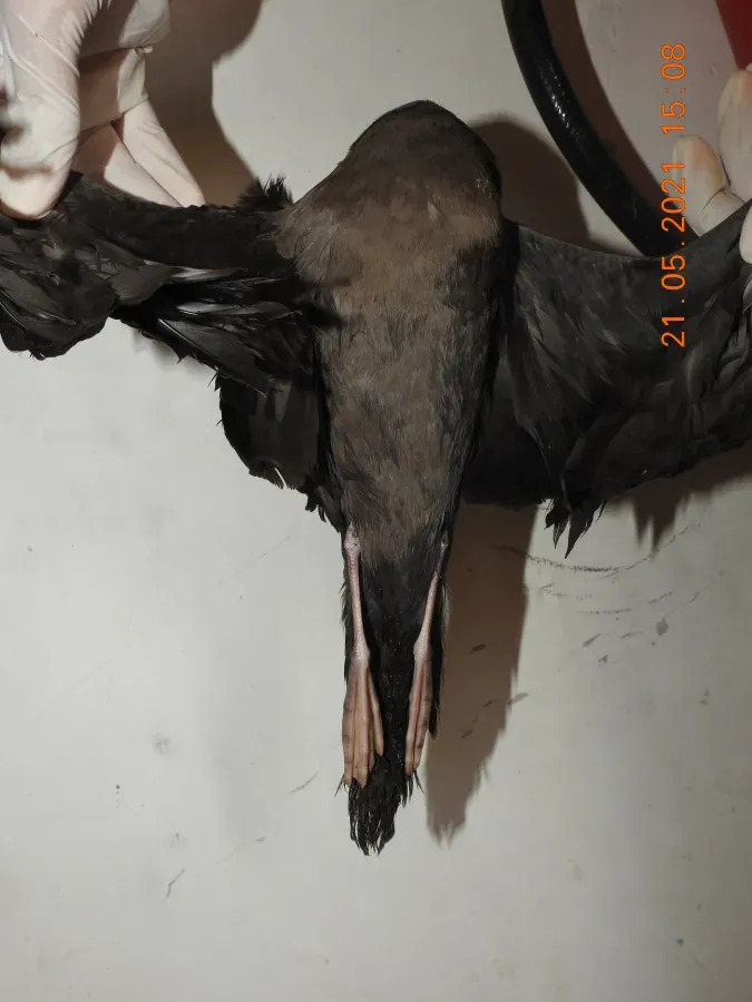 File:Wedge-tailed shearwater Ardenna pacifica by Raju Kasambe DSCN4175 06.jpg