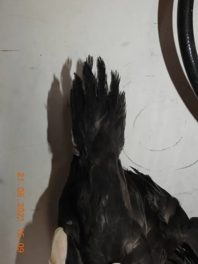 File:Wedge-tailed shearwater Ardenna pacifica by Raju Kasambe DSCN4175 07.jpg
