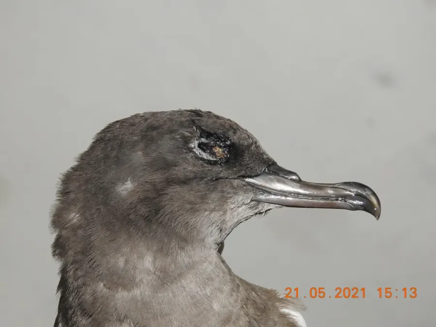 File:Wedge-tailed shearwater Ardenna pacifica by Raju Kasambe DSCN4175 08.jpg
