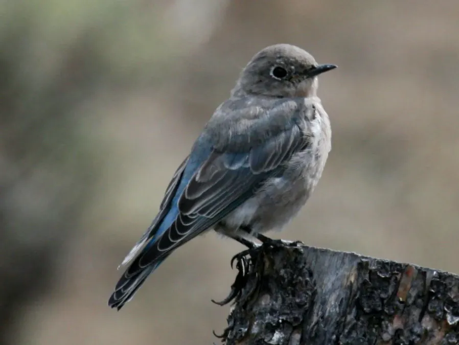 File:Mountain Bluebird (Sialia currucoides) RWD.jpg