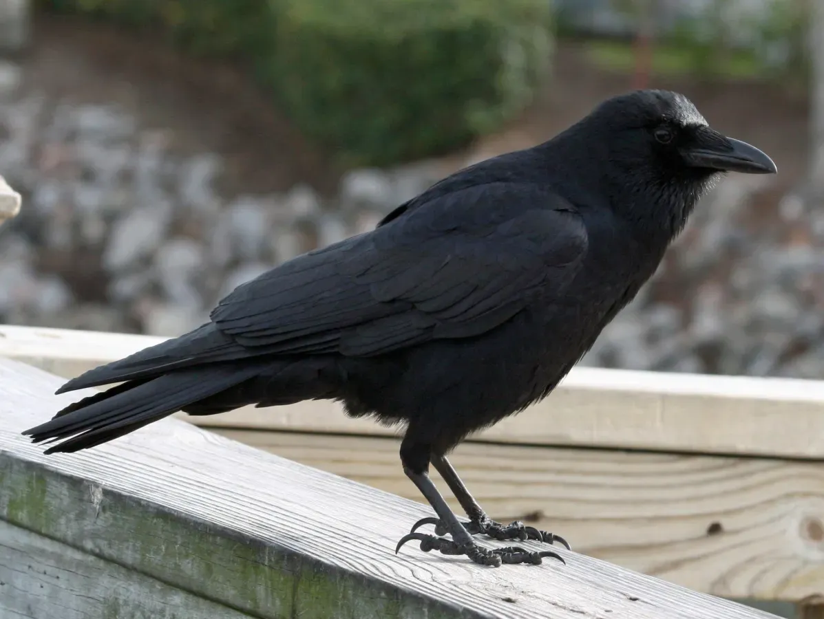 File:American Crow (Corvus brachyrhynchos) RWD.jpg